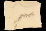 Metasequoia (Dawn Redwood) Fossil - Montana #85790-1